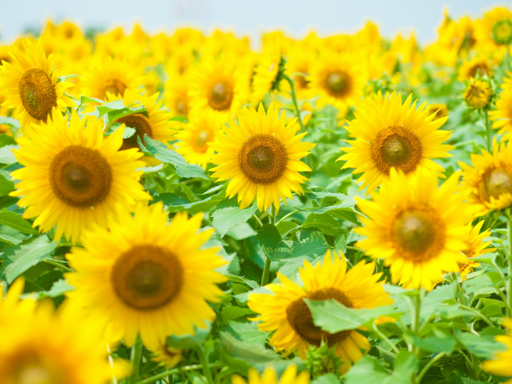 ７月２９日（水）本日のご予約状況